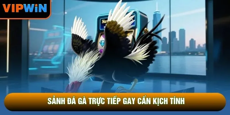 Sảnh đá gà trực tiếp gay cấn kịch tính